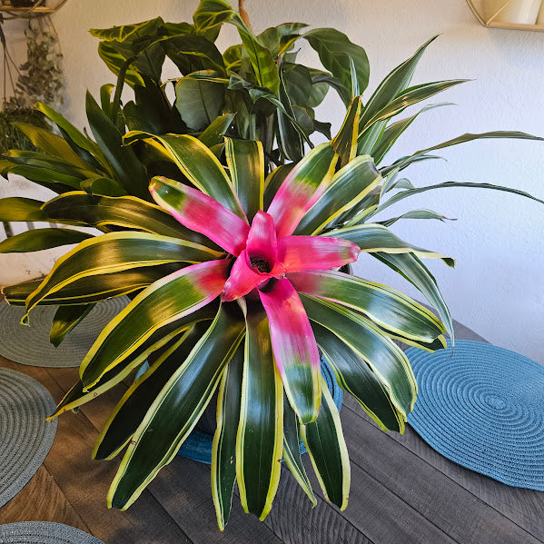 Protea Planted Plant