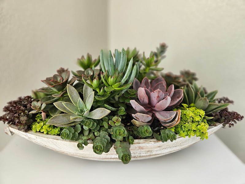 Live Succulent Arrangement  amandaharperdesigns