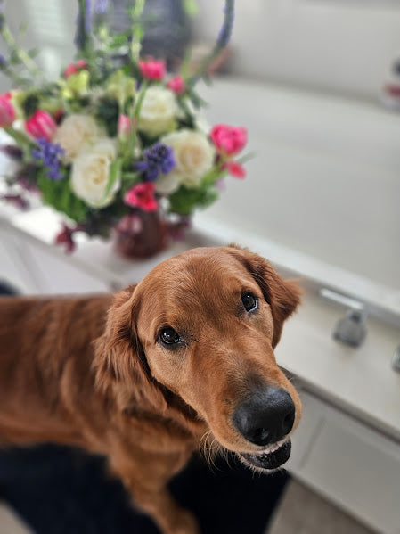 White Roses and Hellebores