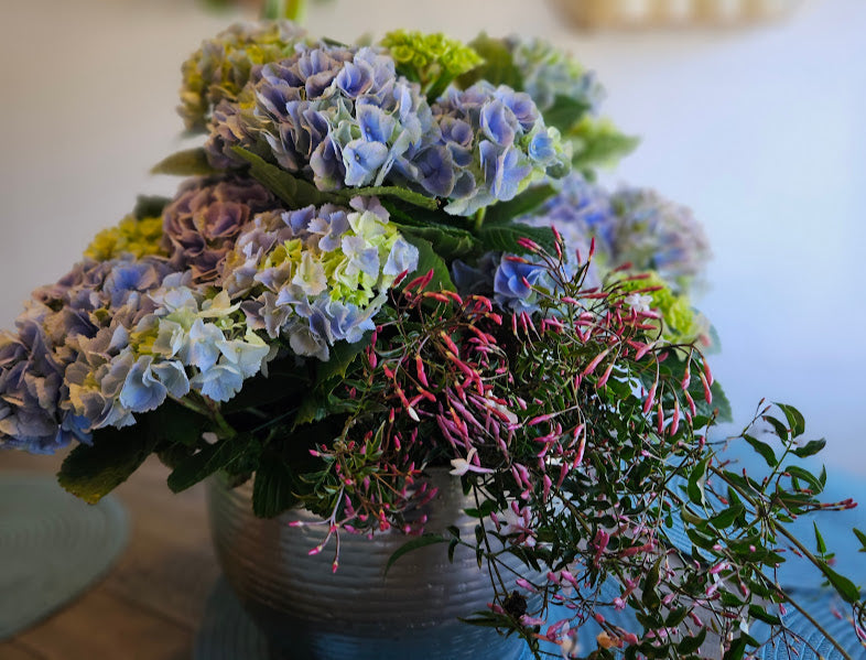Hydrangea and Jasmine Potted Plant