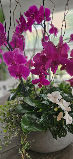 Purple Orchid Arrangement
